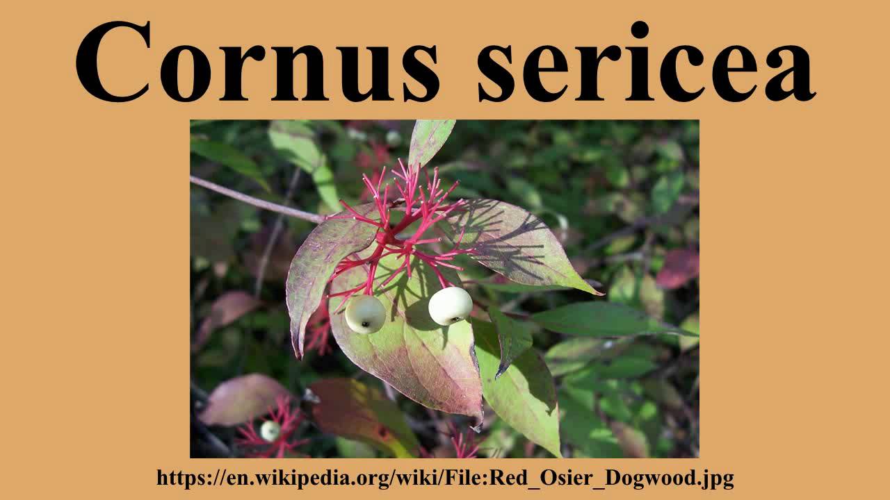 Cornus sericea