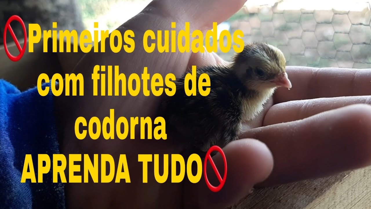 🛑APRENDA COMO CUIDAR DE FILHOTES DE CODORNAS!!!!!!