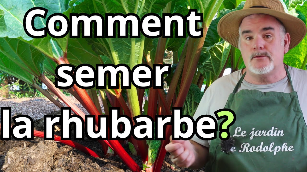 Redécouvrez les Secrets de Grand-Père ! Les Astuces Oubliées pour le Semis de Rhubarbe!