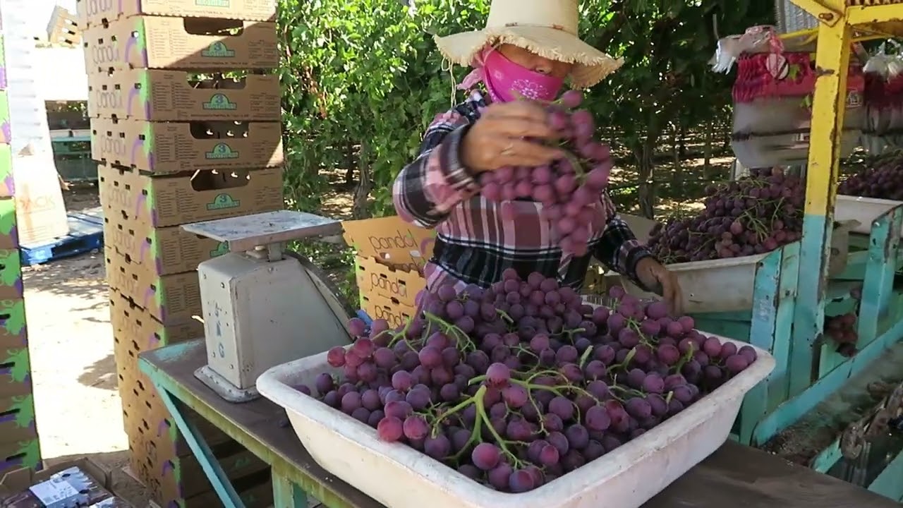 Pandol Sweet Celebration. Delano, California 2025