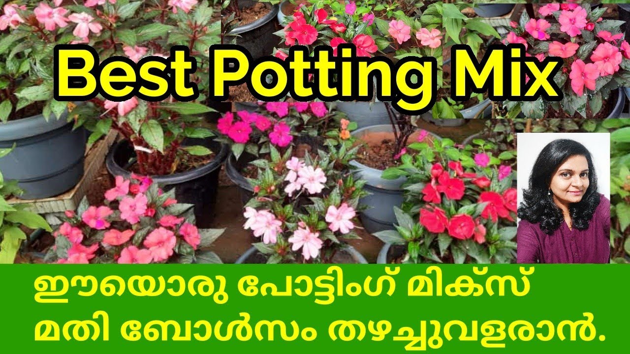 Best Potting Mix for Chinese Balsam||How to care and propogate Chinese Balsam|Impatiens plant|Salu/