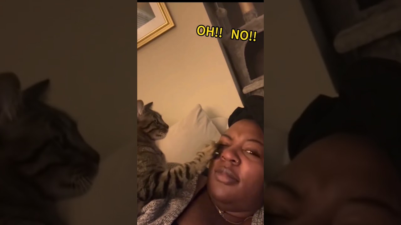 Cats claws are sharp #cat #animals #kitten #catlover #catvideos #catshorts