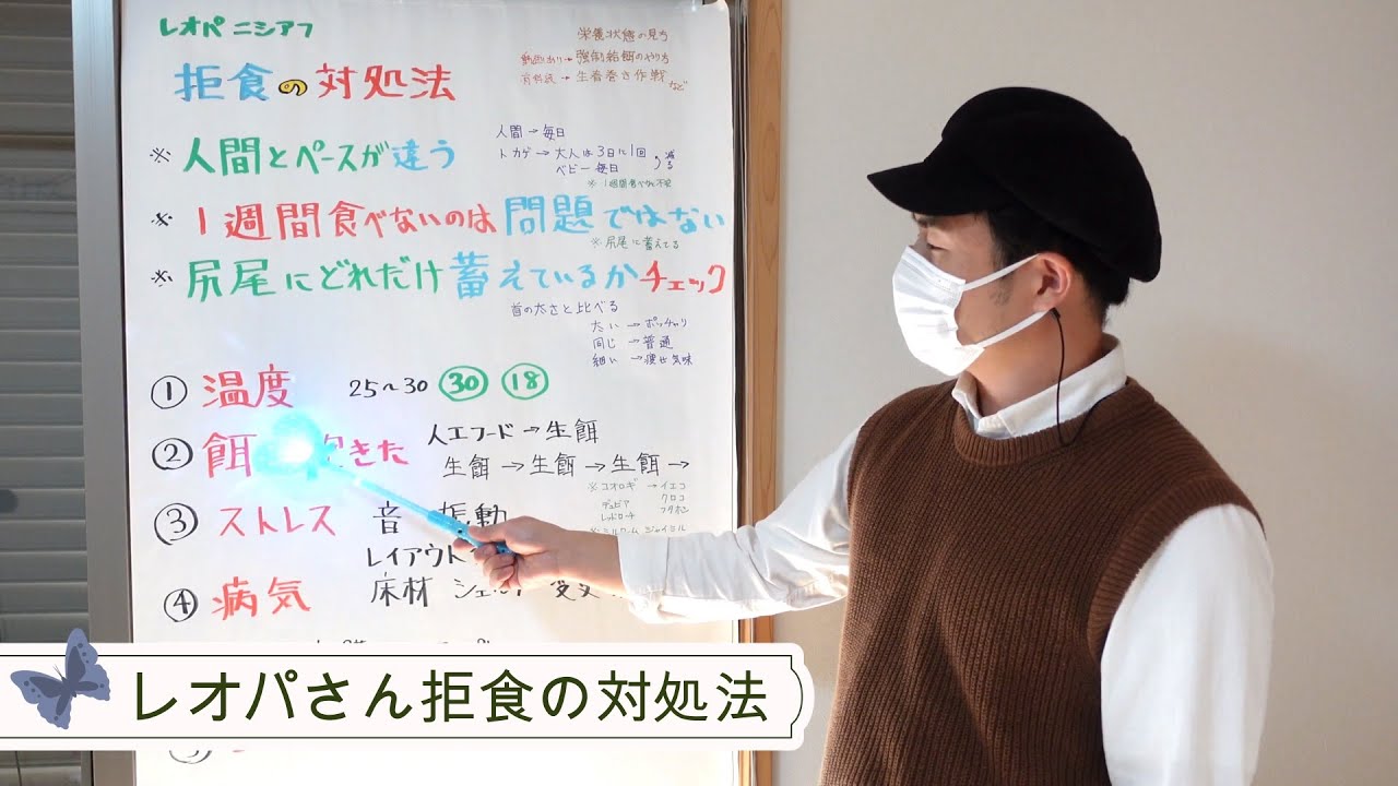 レオパさん拒食の対処法