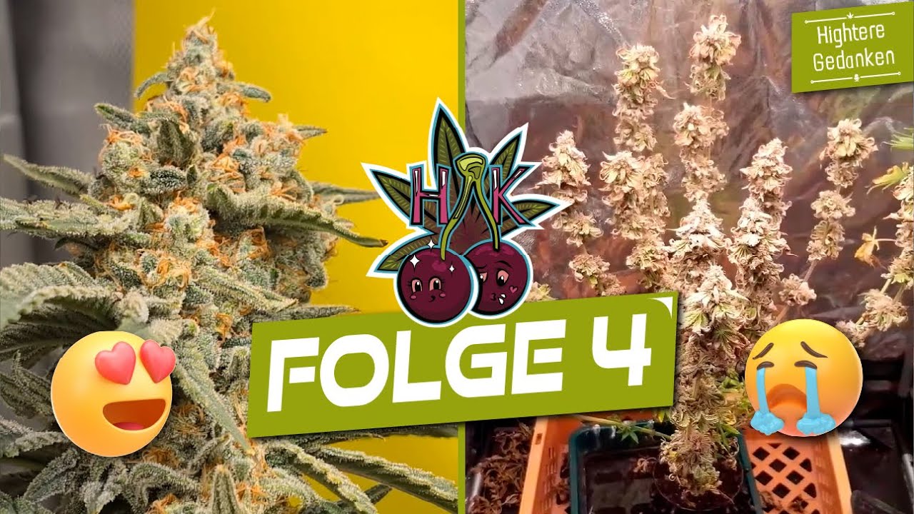Von Fat Buds bis Dead Buds. Die Bl&uuml;tephase geht weiter!- Das gro&szlig;e MicroGrowBattle [S01/E04]