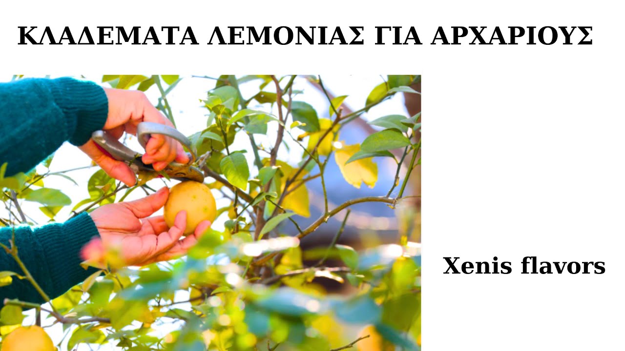 ΚΛΑΔΕΜΑΤΑ ΛΕΜΟΝΙΑΣ ΓΙΑ ΑΡΧΑΡΙΟΥΣ! ΔΙΑΜΟΡΦΩΣΗΣ Κ ΚΑΡΠΟΦΟΡΙΑΣ! ΑΝΑΛΥΤΙΚΑ!  Xenis flavors