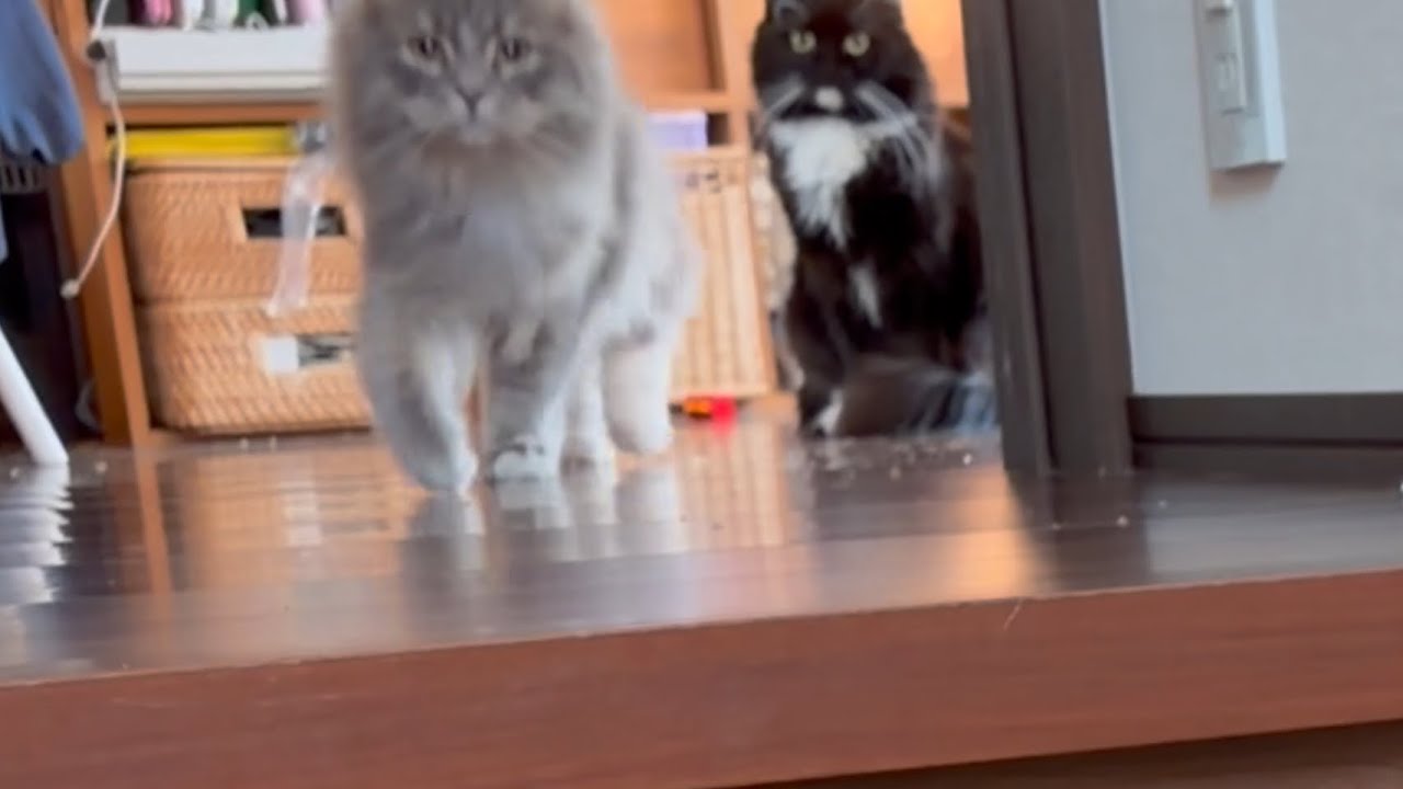 名前を呼べば付いてくる猫　サイベリアン
