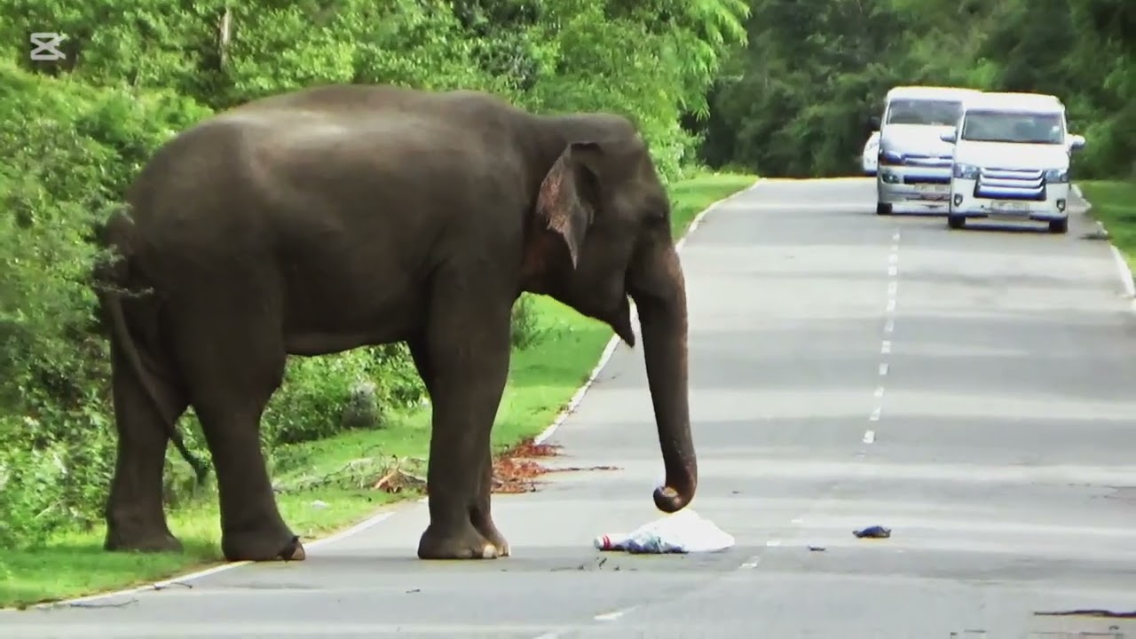 Wild Elephant Blocks Road in Sri Lanka 🐘 | She Got Out of the Van!