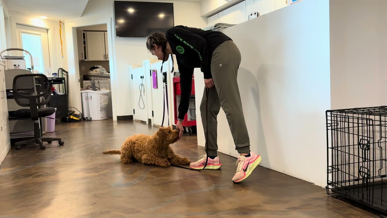 Indigo works on his “Stays”! 2.26.26