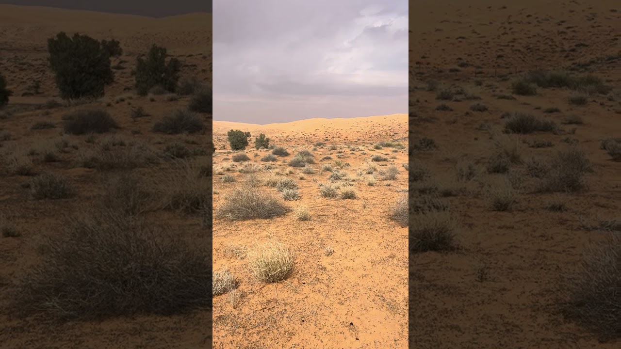طلعتي إلى نفود الزلفي والأجواء الحلوة يوم الجمعه ٢٦ / ١٢ / ٢٠٢٥ الموافق ٦ / ٧ / ١٤٤٨ هـ