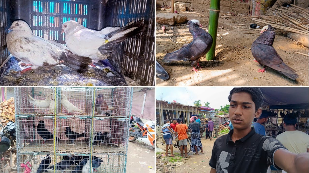 কবুতরের হাটে গিয়ে ৩টা নতুন কবুতর নিলাম। কালদম কবুতর।