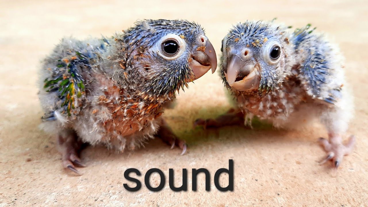 sound of baby green cheek conure parrot birds