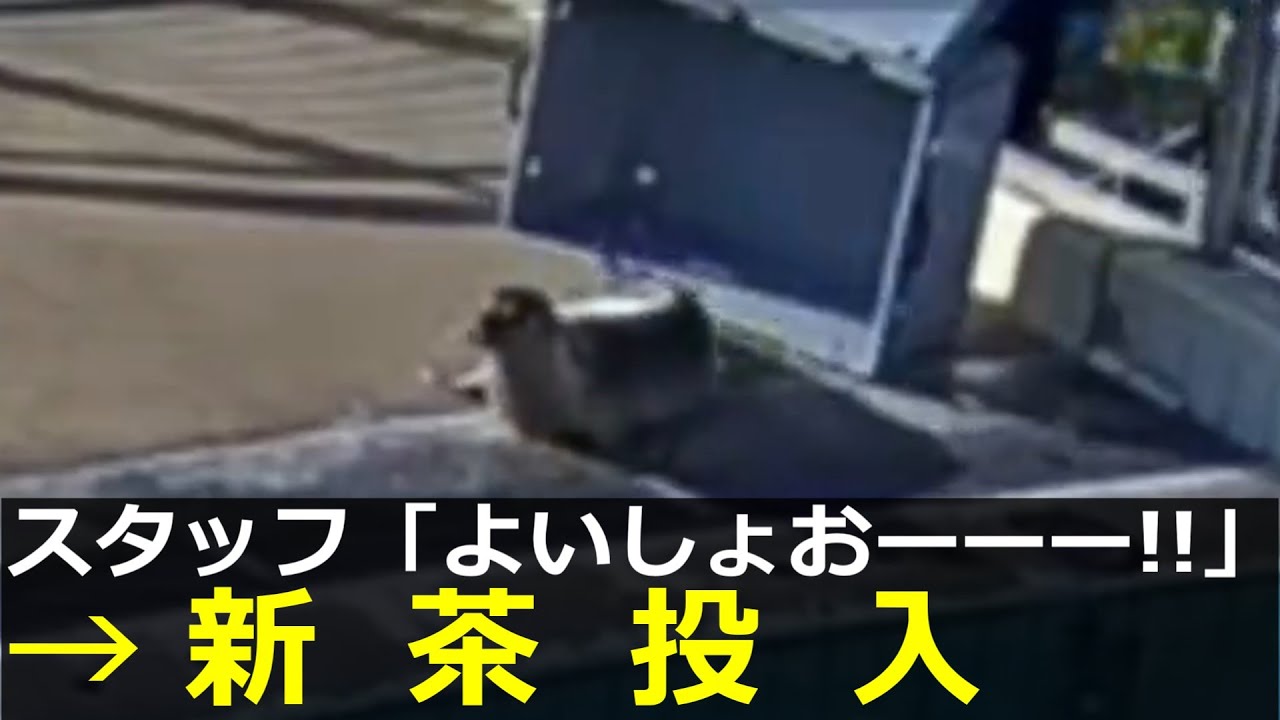 アザラシ幼稚園へ新茶投入　スプラウトとクーパーが配信へ