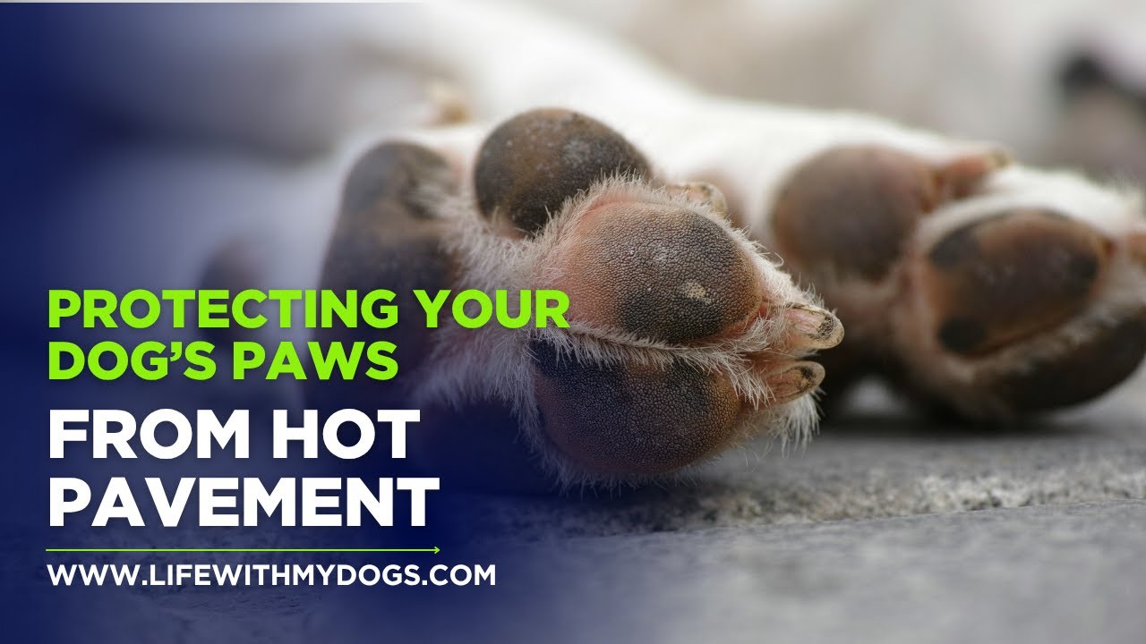 Protecting Your Dog&rsquo;s Paws from Hot Pavement
