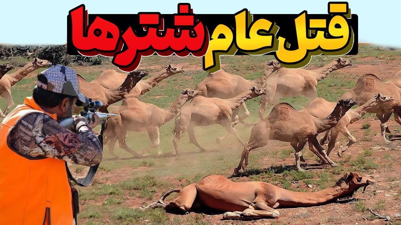 اونا صدها شتر رو تو بیابون رها کردن تا بمیرن… اما 10 سال بعد که برگشتن، یه اتفاق عجیب افتاد!