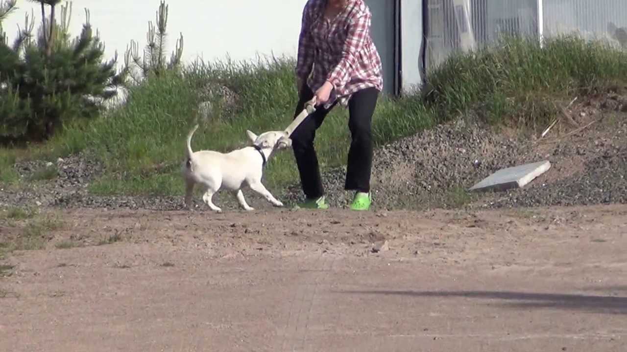 Bullterrieri Pirkko MH-kuvaus, Koirakoulu Homeetta