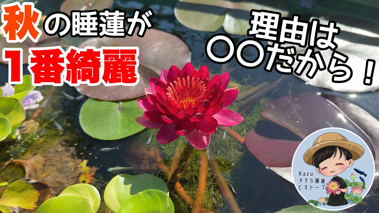 秋本番！実は秋の睡蓮が一番綺麗？その理由は○○！メダカ睡蓮ビオトープ