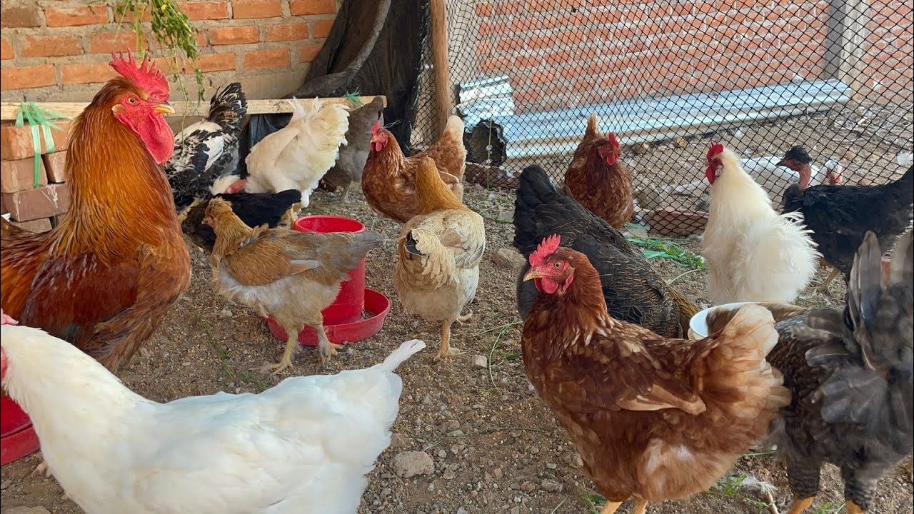 El truco para ganar el doble criando GALLINAS CRIOLLAS 