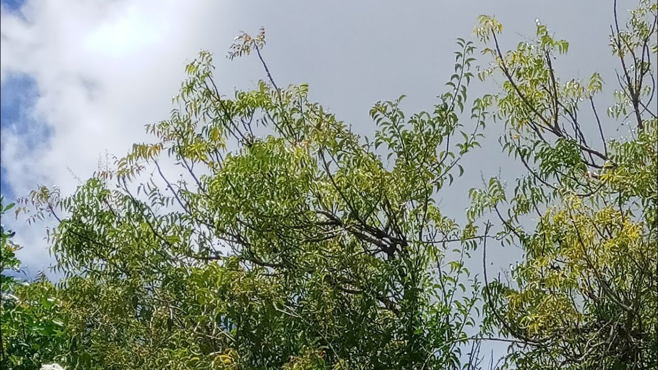 Rama Plantas está ao vivo!