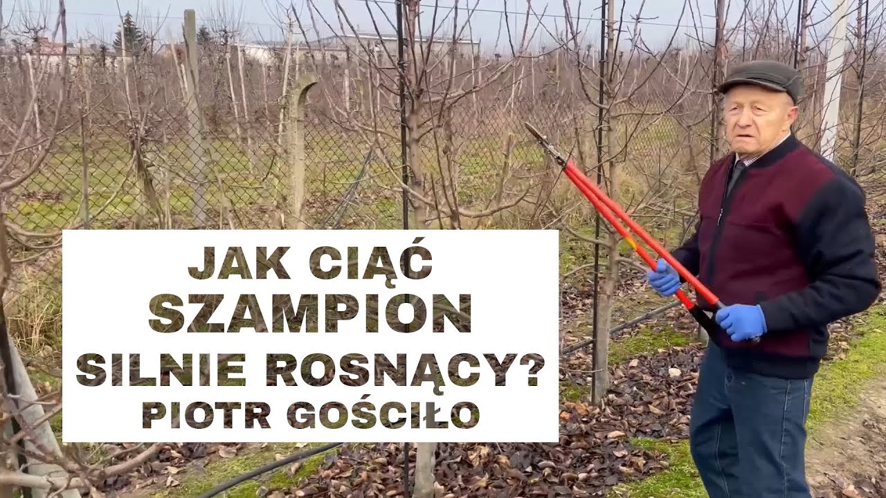 #60 Jak ciąć Szampion silnie rosnący? odc. 5 - Komunikat Sadowniczy Piotr Gościło