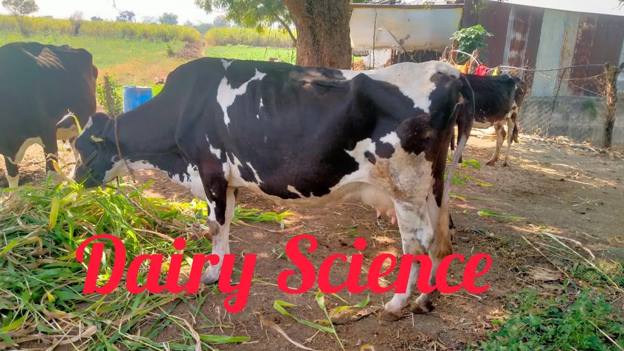 MCQ ON DAIRY SCIENCE-DAIRY TECHNOLOGY QUIZ #fso #gk #ias #upsc #icar #exampreparation #mcqgk #gkquiz