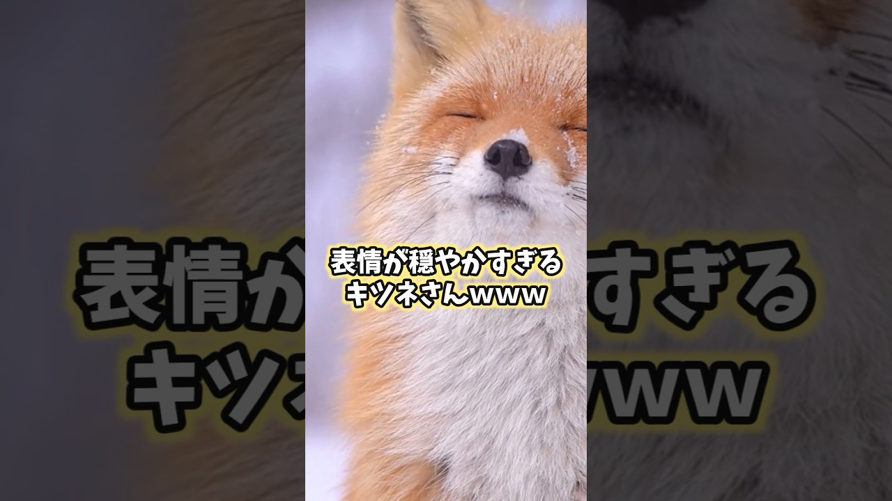 キツネの動画見てニヤけたら負けwww