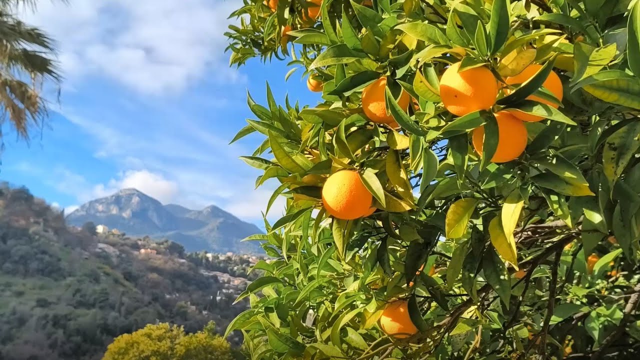 Février 2026 : Les deux Barmes (Menton)