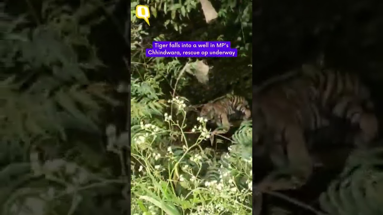 Tiger Falls Into a Well in MP's Chhindwara, Rescue Op Underway