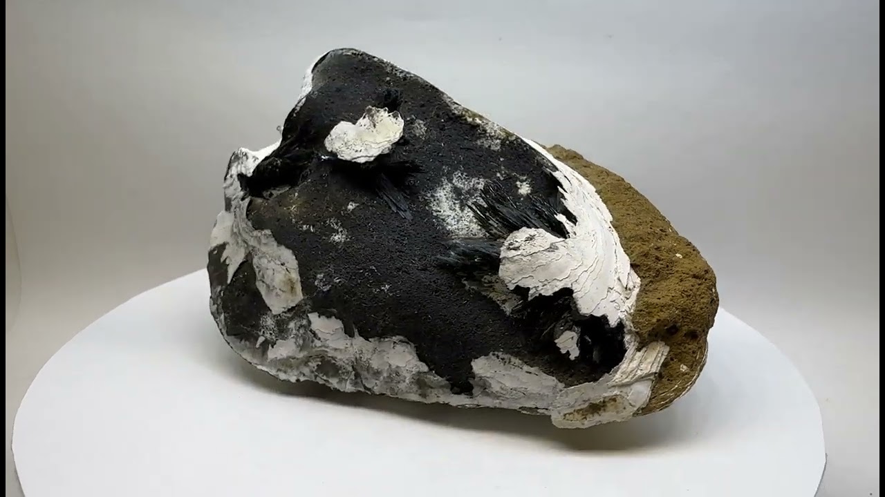 Vivianite Crystal Aggregates with Psilomelane in a Fossil Shell Matrix    1