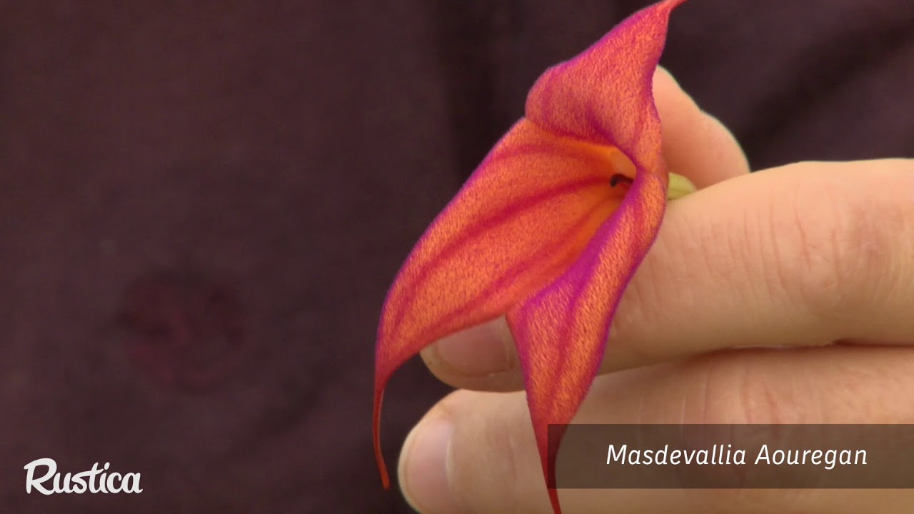 Découvrez les orchidées de collection