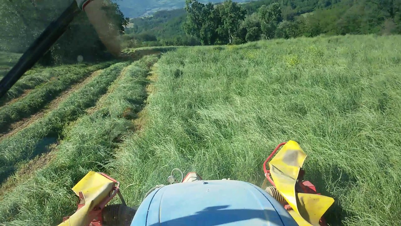 Loietto 2017 da foraggio