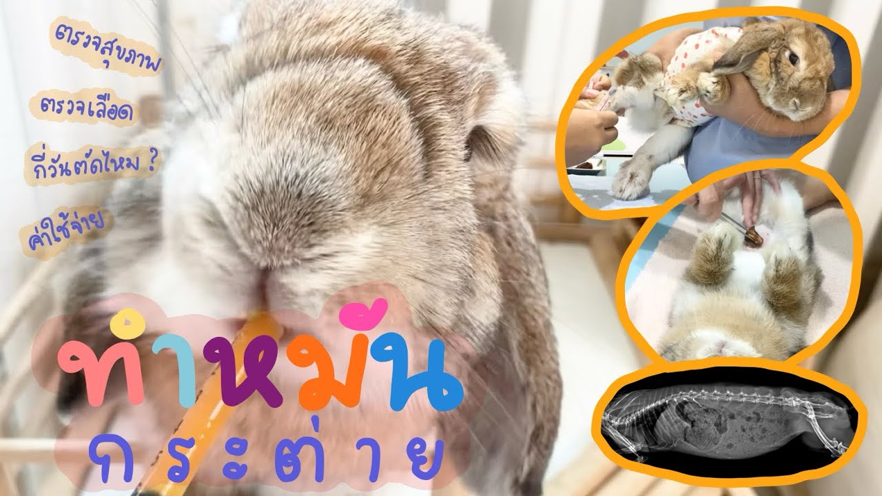🐰Bunny’s Story EP.30 | ทำหมันกระต่าย
