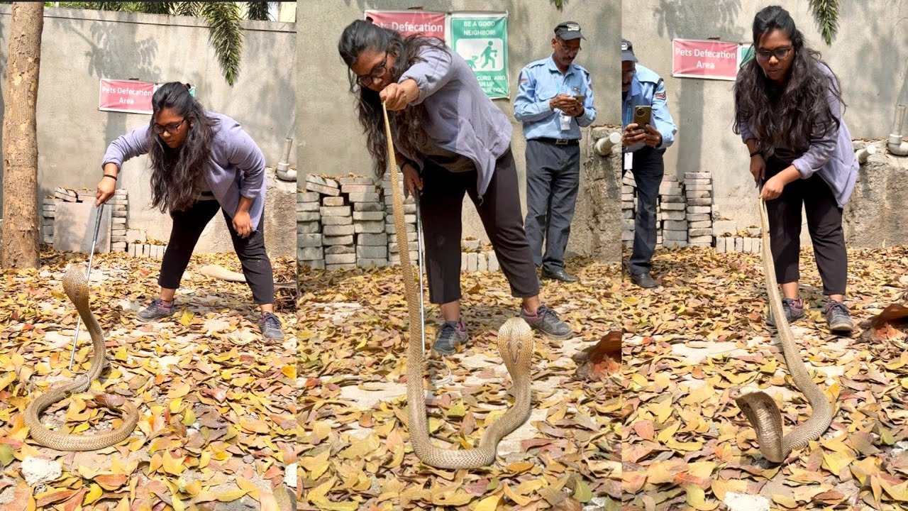 😱🐍बापरे भला मोठ्ठा कोब्रा साप अंगावर कसा अटॅक करत होता🐍😳Dangerous Cobra Snake Rescue Operation🐍
