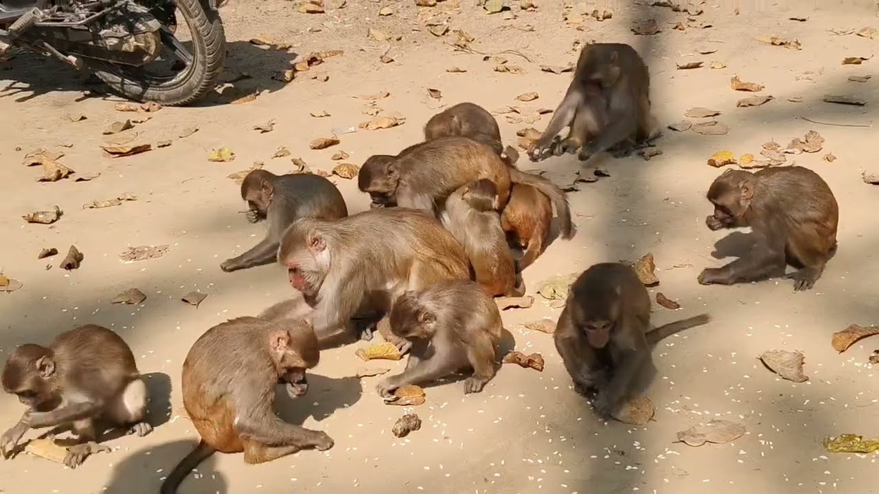 Quiet Moment: A Monkey Resting After Play