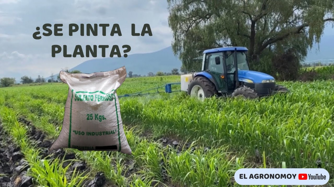 FOLIAR A SORGO AMARILLO | EL AGRONOMOY