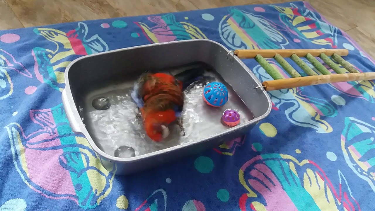 Crimson Rosella Parrot Bath Time!