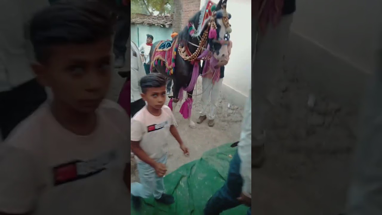 गजब का डांस घोड़ा करता है