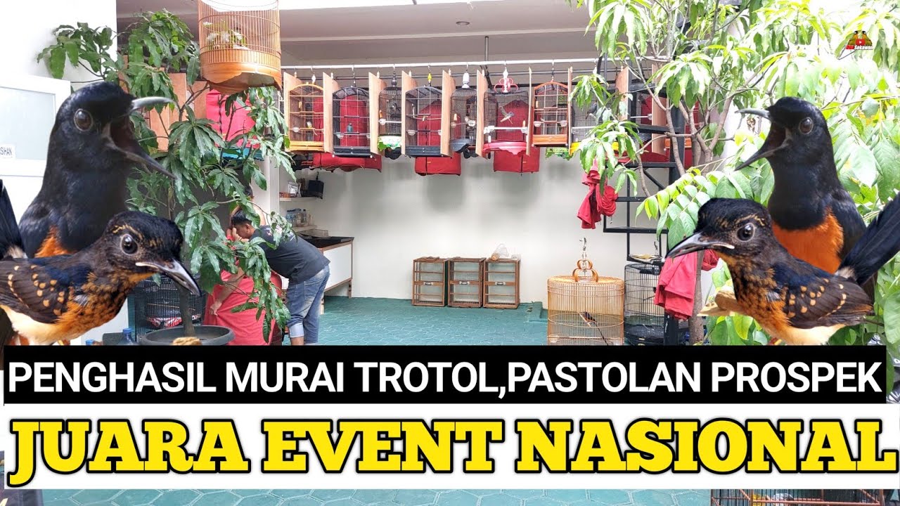 GREBEK ! PENANGKAR  MURAI BATU JUARA NASIONAL DI DEPOK JAWA BARAT