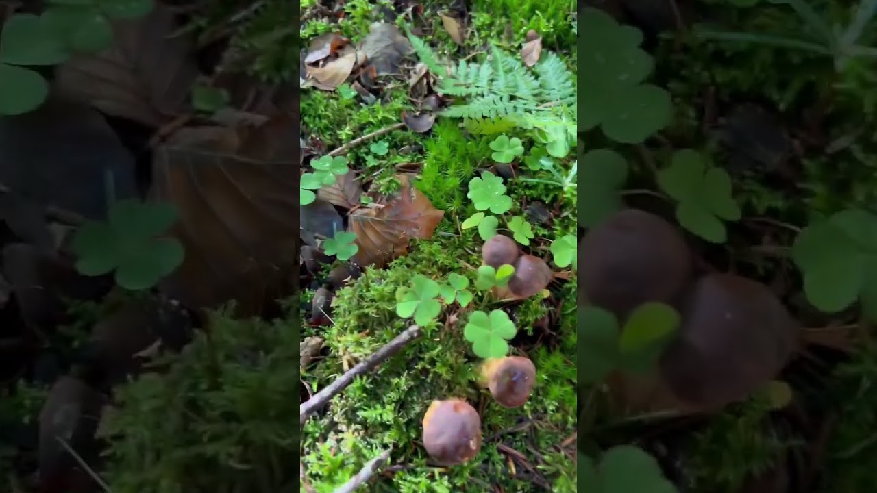 Steinpilze ohne Ende 🍄 der Wahnsinn 2022 🙏❤️