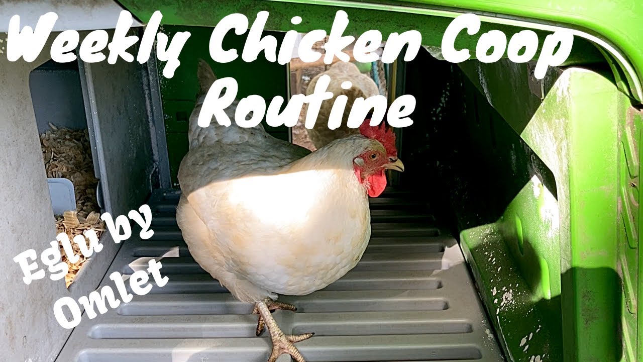 Eglu by Omlet:  Weekly Chicken Coop Routine