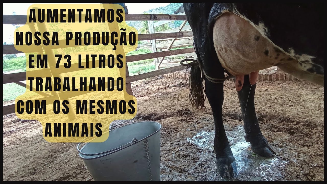 Como passamos de 17 para 90 litros de leite com as mesmas 4 vacas!