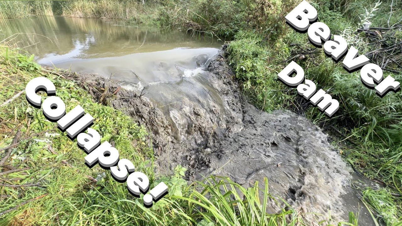 BEAVER DAM COLLAPSED WHILE I WAS REMOVING THE STICKS!