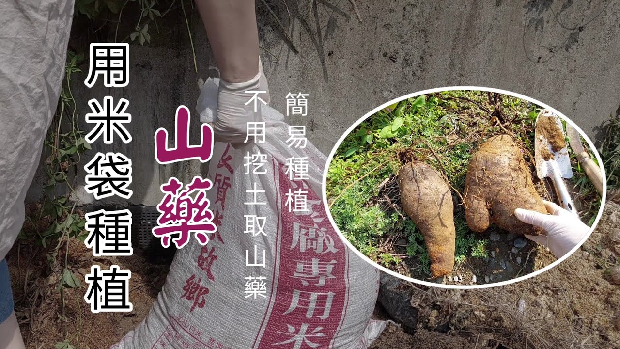 山藥種植／用米袋種植山藥