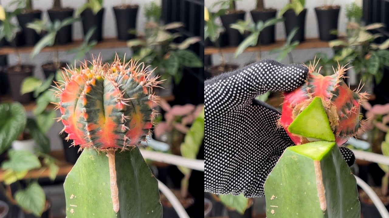 #02 How to De-graft and Root a Cactus (Gymnocalycium) Step by Step Guide