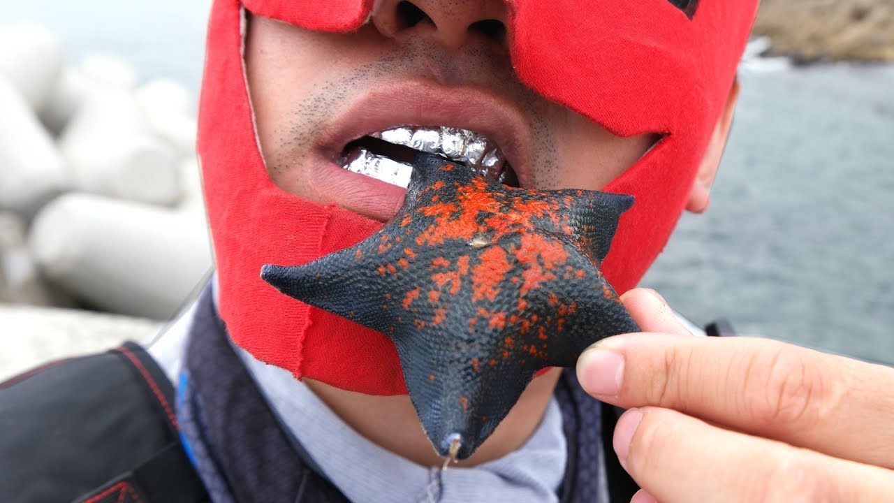 불가사리 먹어보자(ft.별불가사리) Eating a starfish