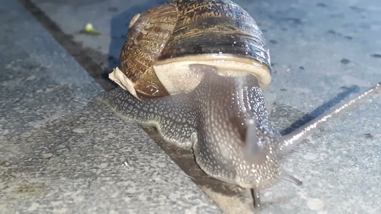 l'ami du soir - un escargot (de très près)