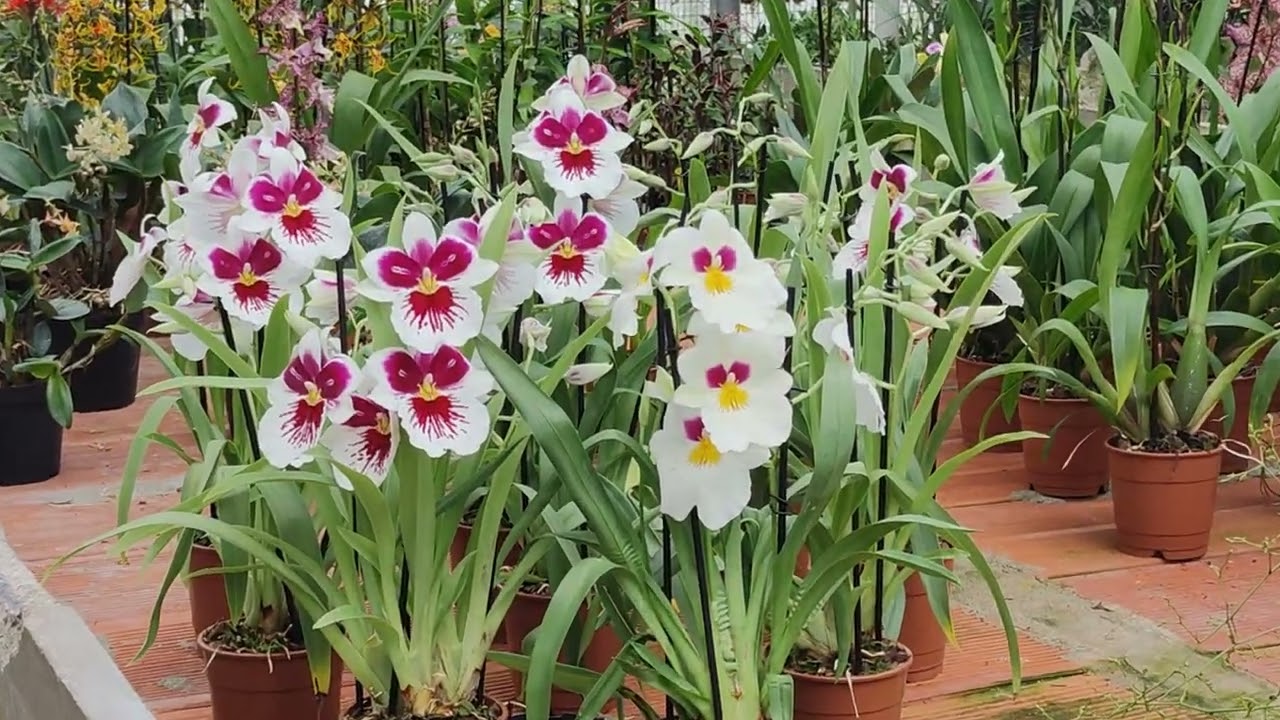 Miltoniopsis l'orchidea-pansè, belle, profumate e fiorifere - elezaioni e orchidee