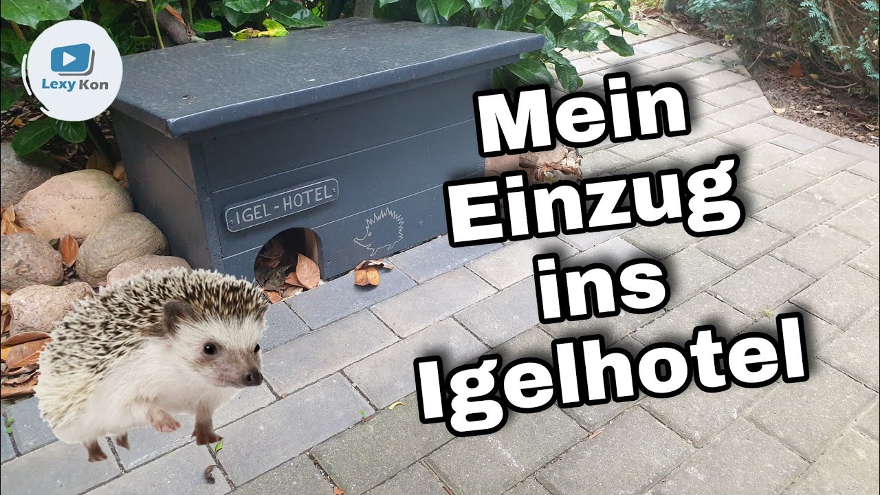 Mein EINZUG ins Igelhotel 🏨 wie AUFREGEND, unser Igel zieht ein !!! 🦔