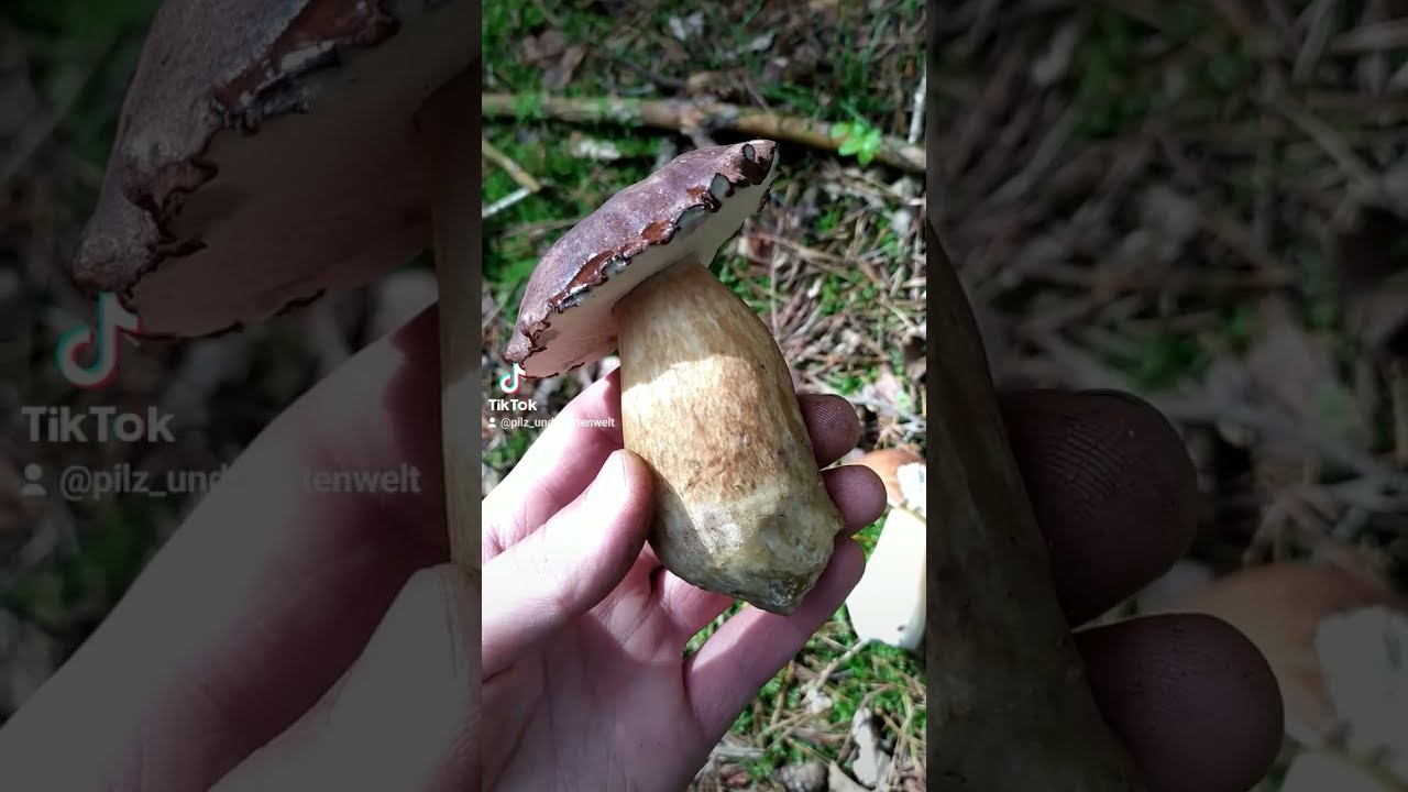 Pilze erkennen 🍄🍄 Steinpilz und Maronenr&ouml;hrling im Vergleich 🍄🍂 Pilze sammeln im Herbstwald