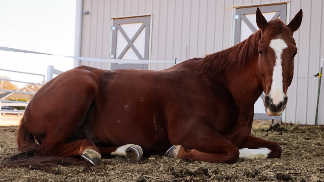 Chester Got Sick.. Barn Vlog