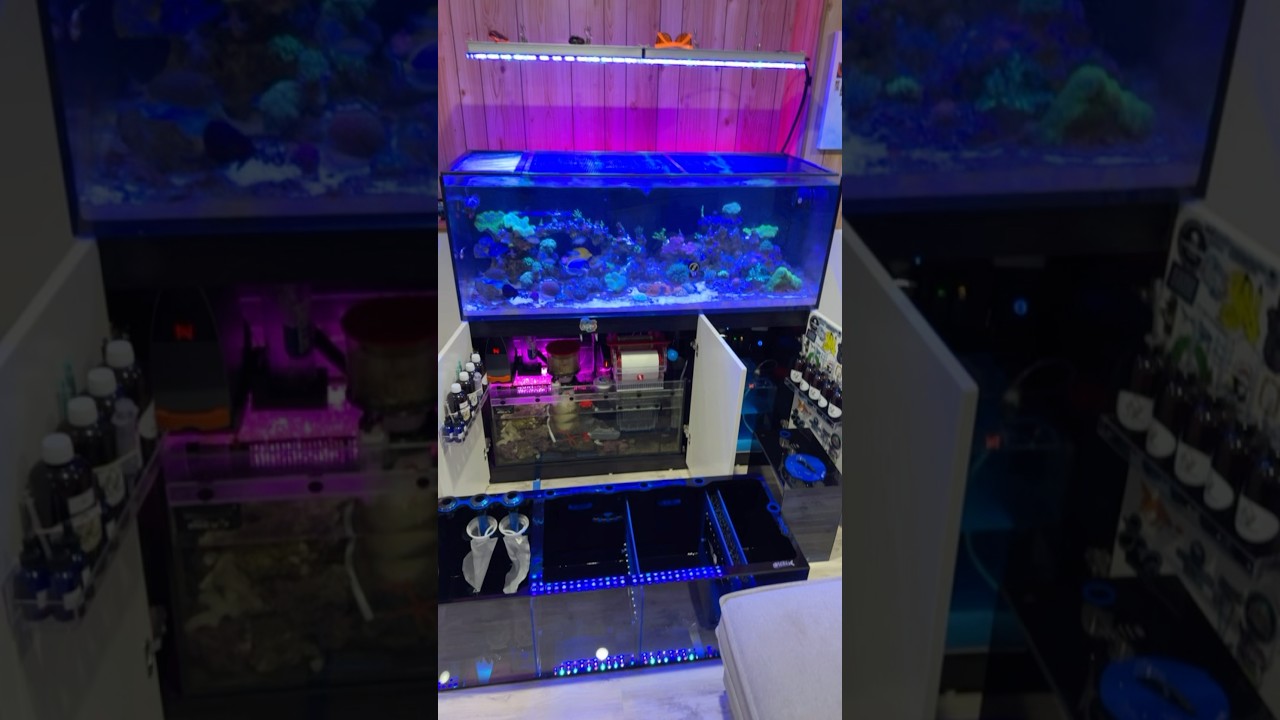 New Sump & ATO for my new Reef Tank! #aquarium #reeflife #saltwatertank #reeftank #aquariumbuilder
